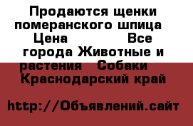 Продаются щенки померанского шпица › Цена ­ 45 000 - Все города Животные и растения » Собаки   . Краснодарский край